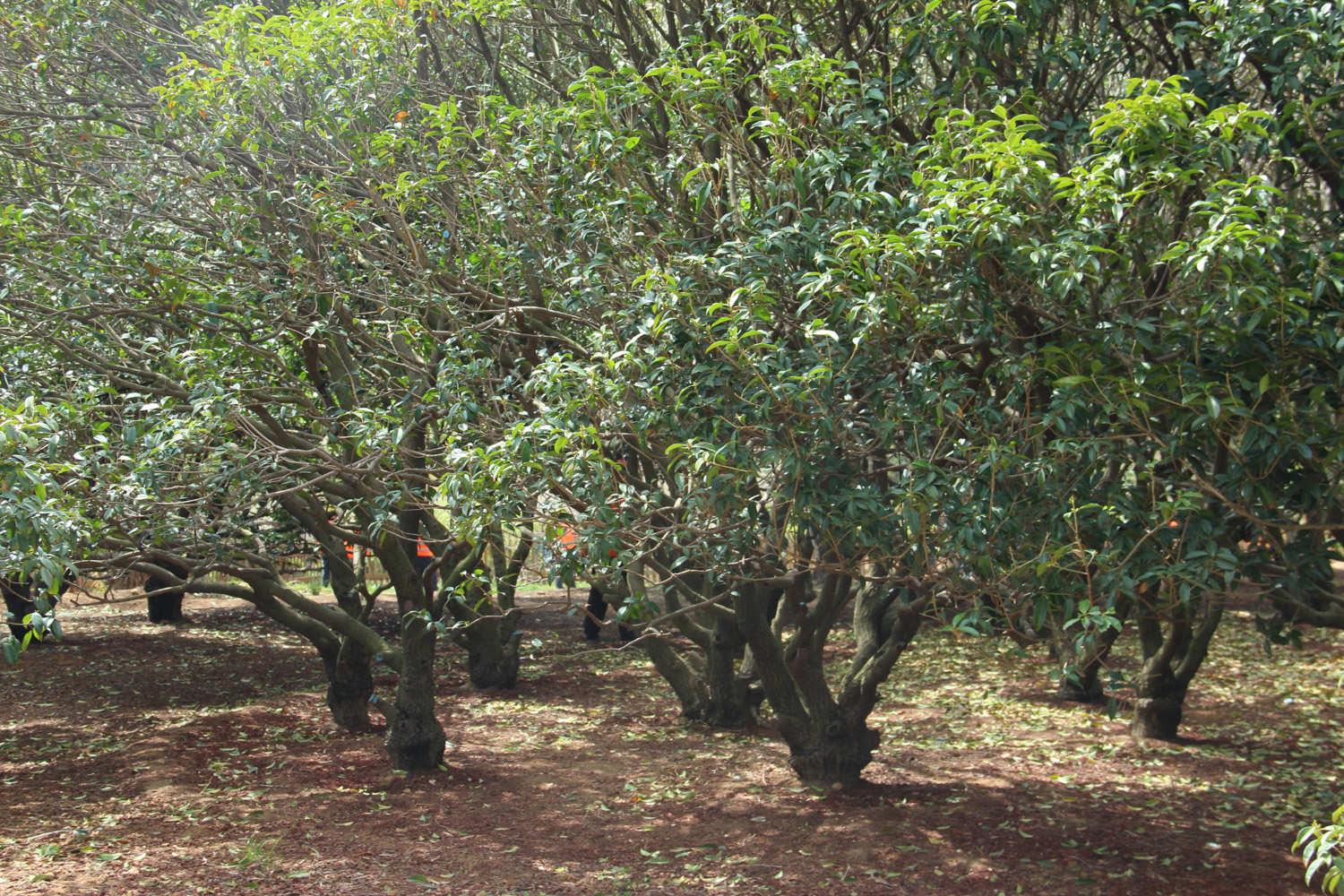 Osmanthus