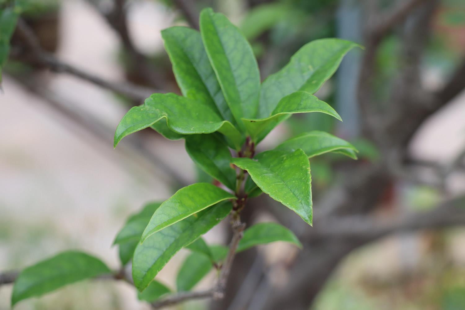 Osmanthus