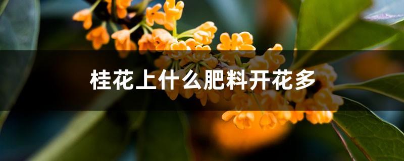 Should Osmanthus be fertilized if it is about to bloom? What kind of fertilizer should be used to produce more blooms?