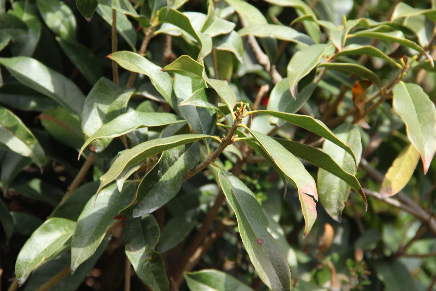 Osmanthus