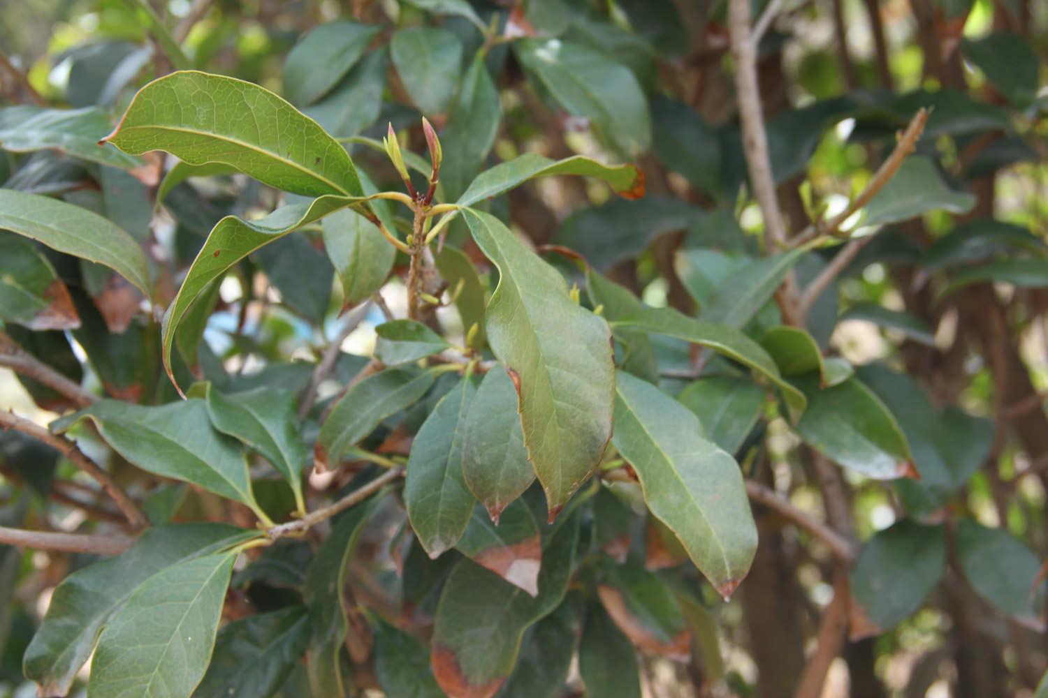 Osmanthus