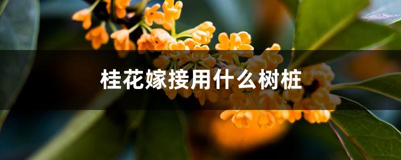 What tree stump is used for grafting Osmanthus fragrans (illustrated grafting method)