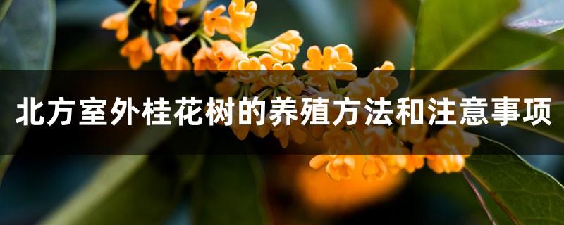 Can osmanthus trees be grown outdoors in the north? What are the methods and precautions for outdoor cultivation in the north