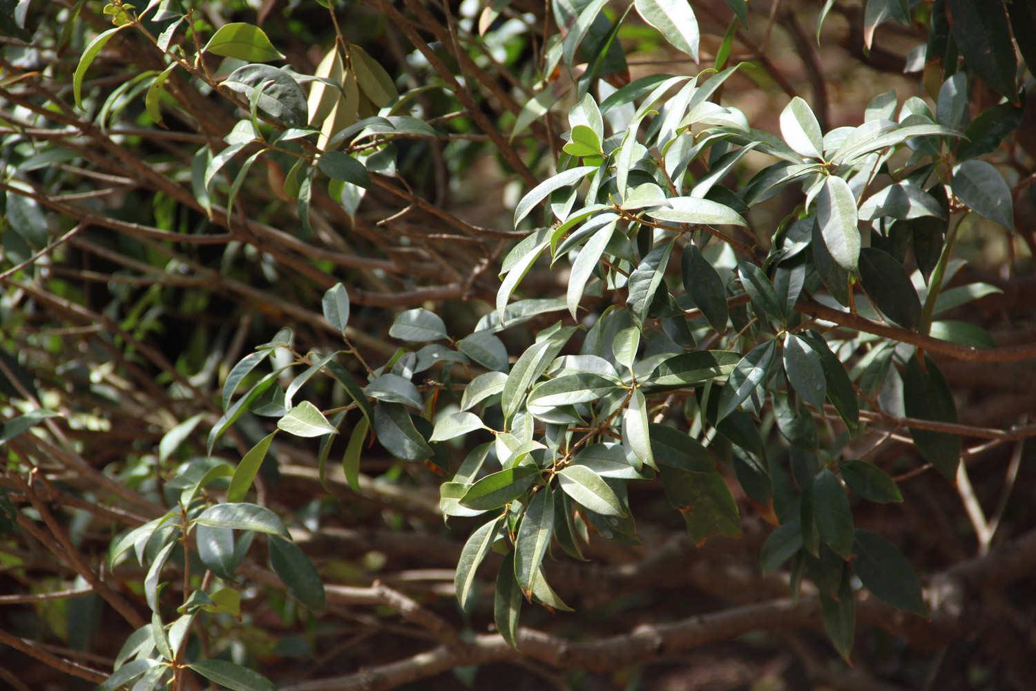 Osmanthus