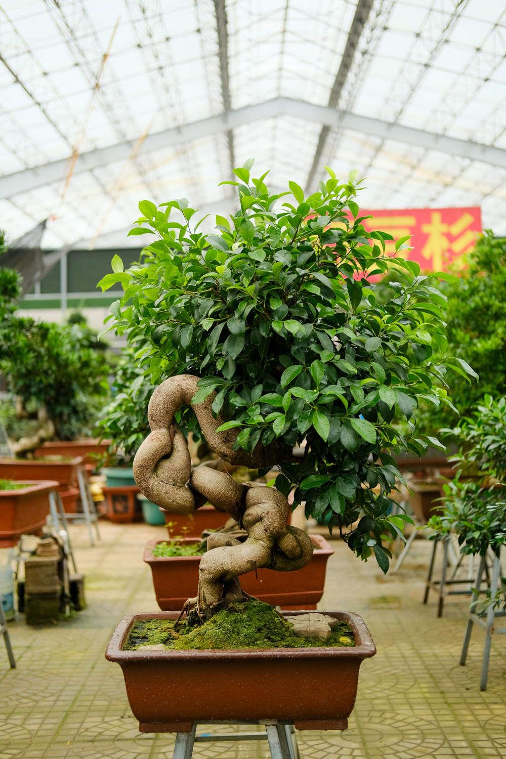 Ginseng Ficus