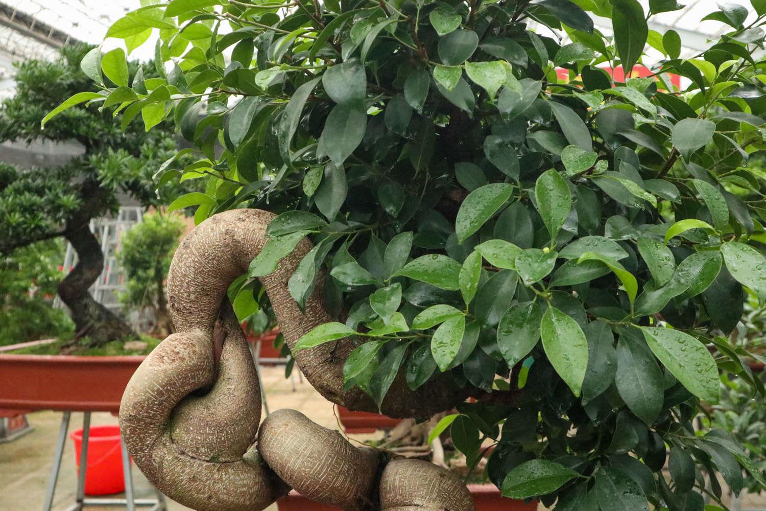 Ginseng Ficus