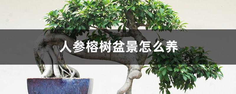 How to grow ginseng and banyan tree bonsai, ginseng and banyan tree bonsai pictures