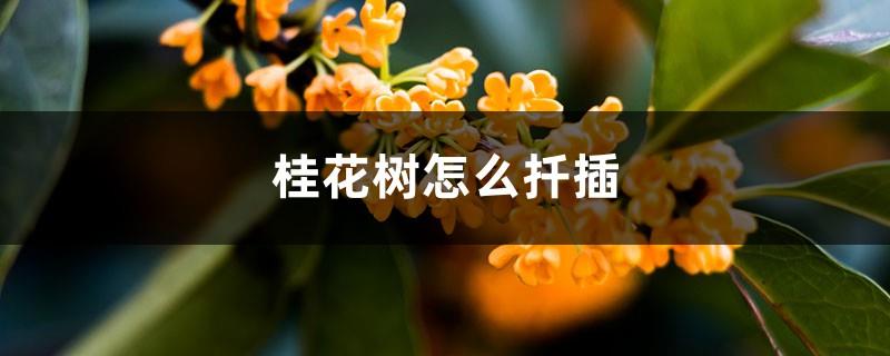 How to cut the osmanthus tree, pictures of the osmanthus tree