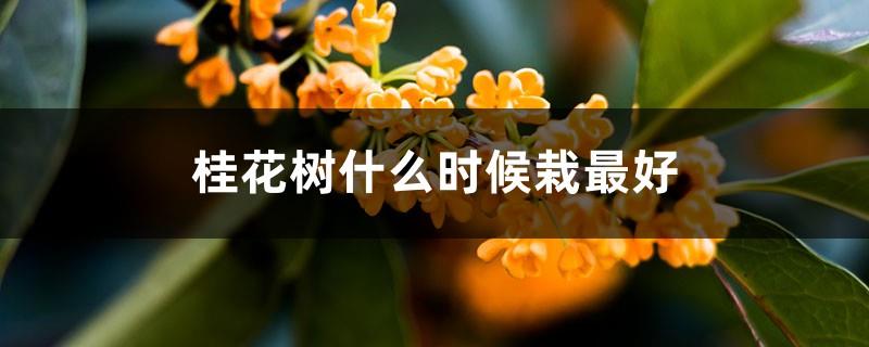 When is the best time to plant the sweet-scented osmanthus tree and how to tell if the sweet-scented osmanthus tree is alive