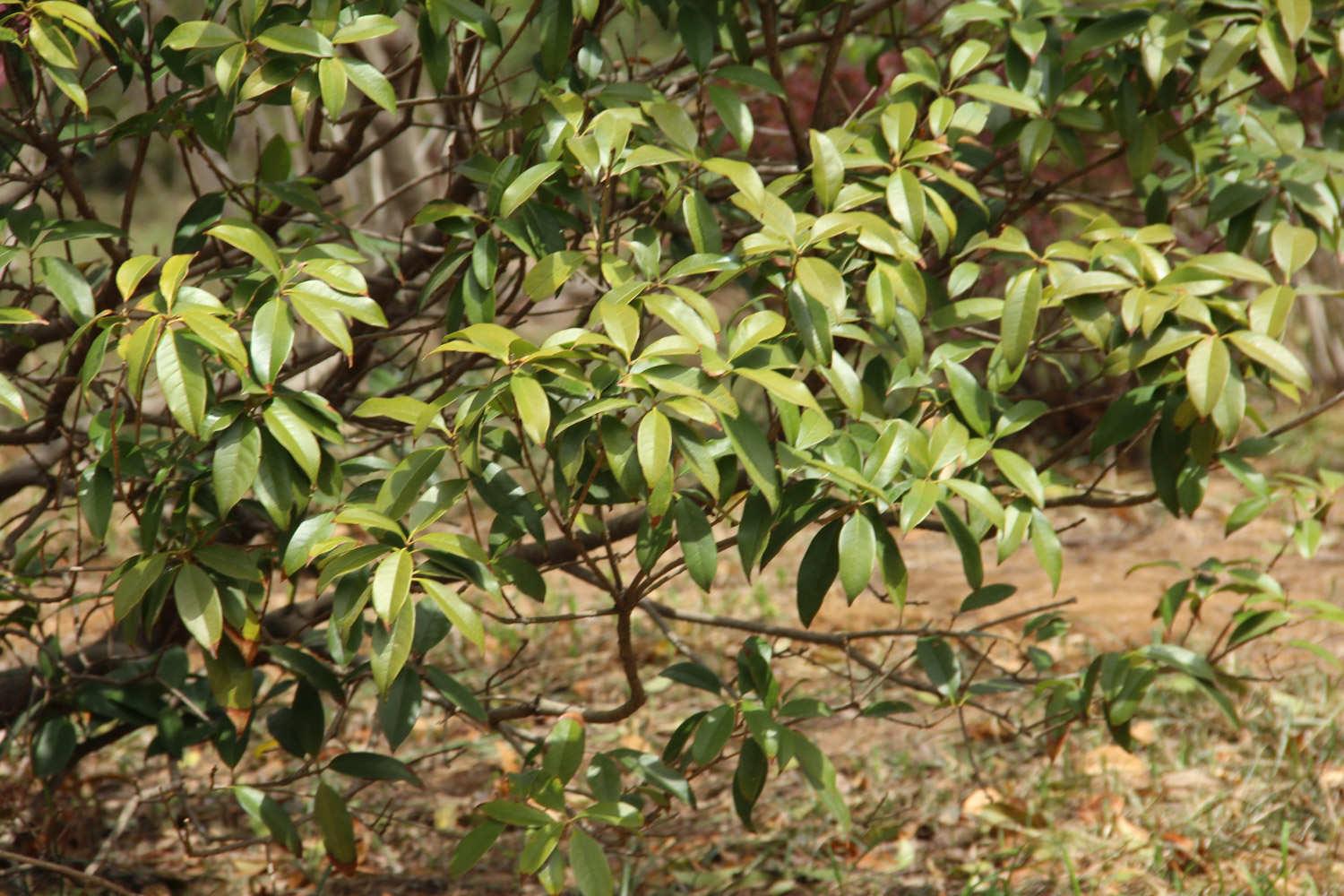 Osmanthus