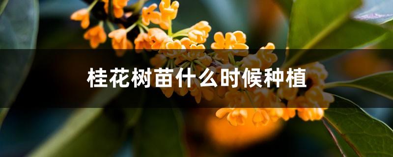 When to plant osmanthus saplings, how to cultivate osmanthus saplings