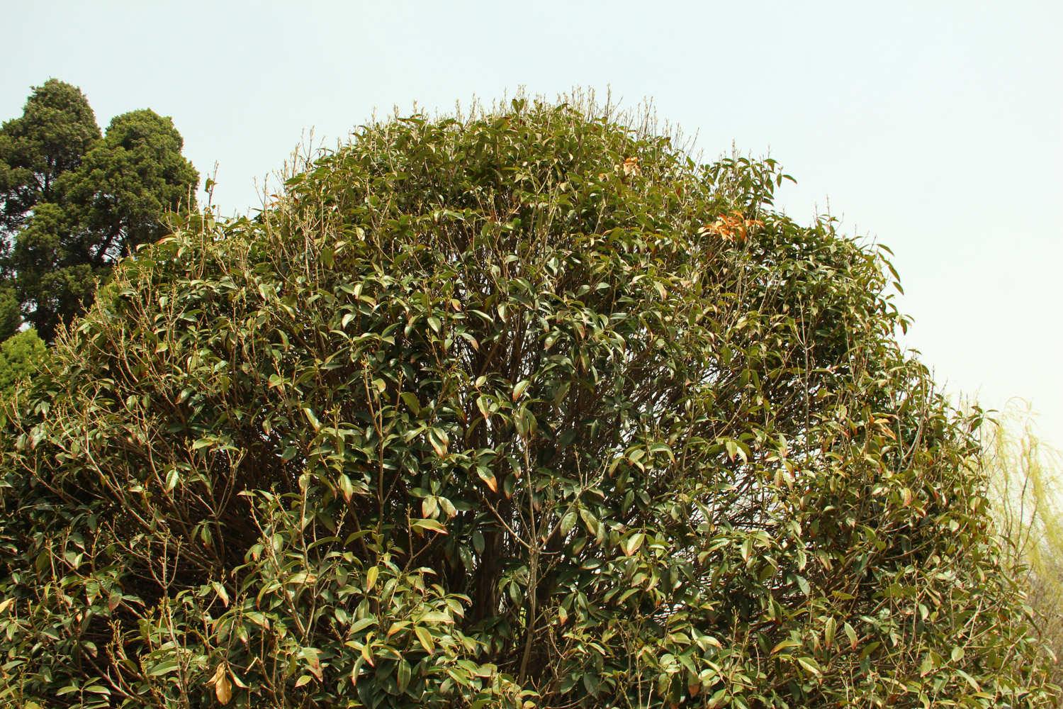 Osmanthus