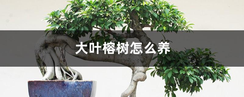 How to raise a banyan tree, pictures of a banyan tree