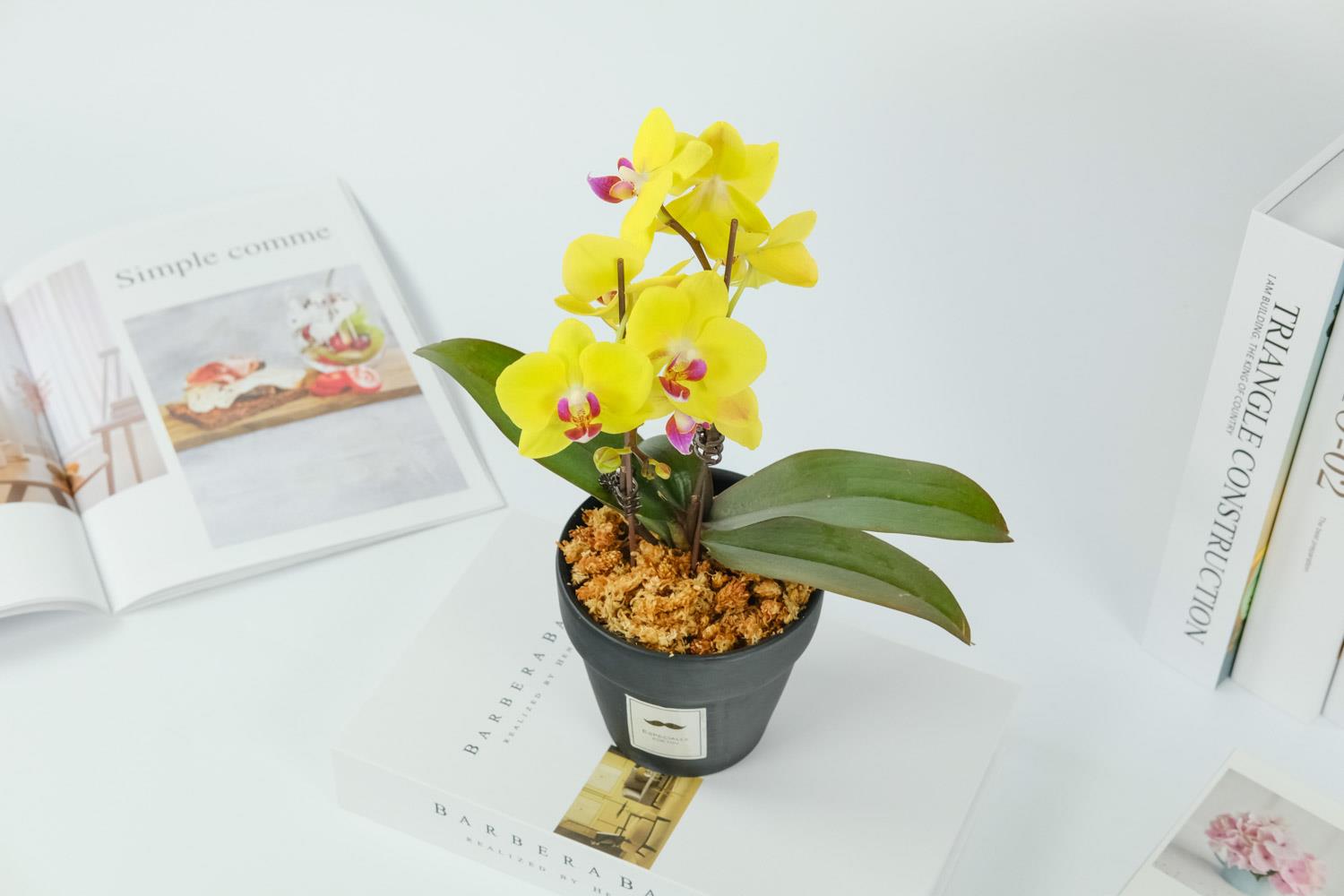 Phalaenopsis