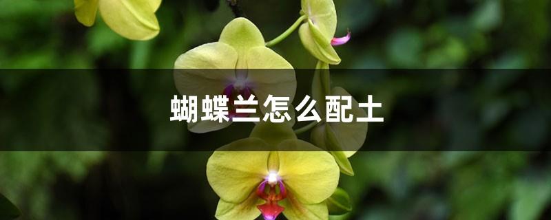 How to mix soil with Phalaenopsis, what soil is suitable for cultivation