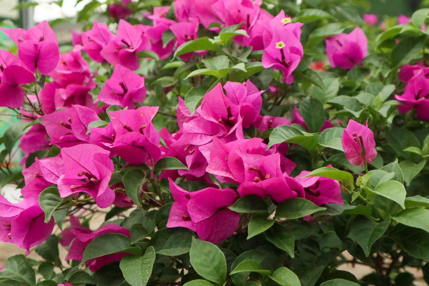 Bougainvillea