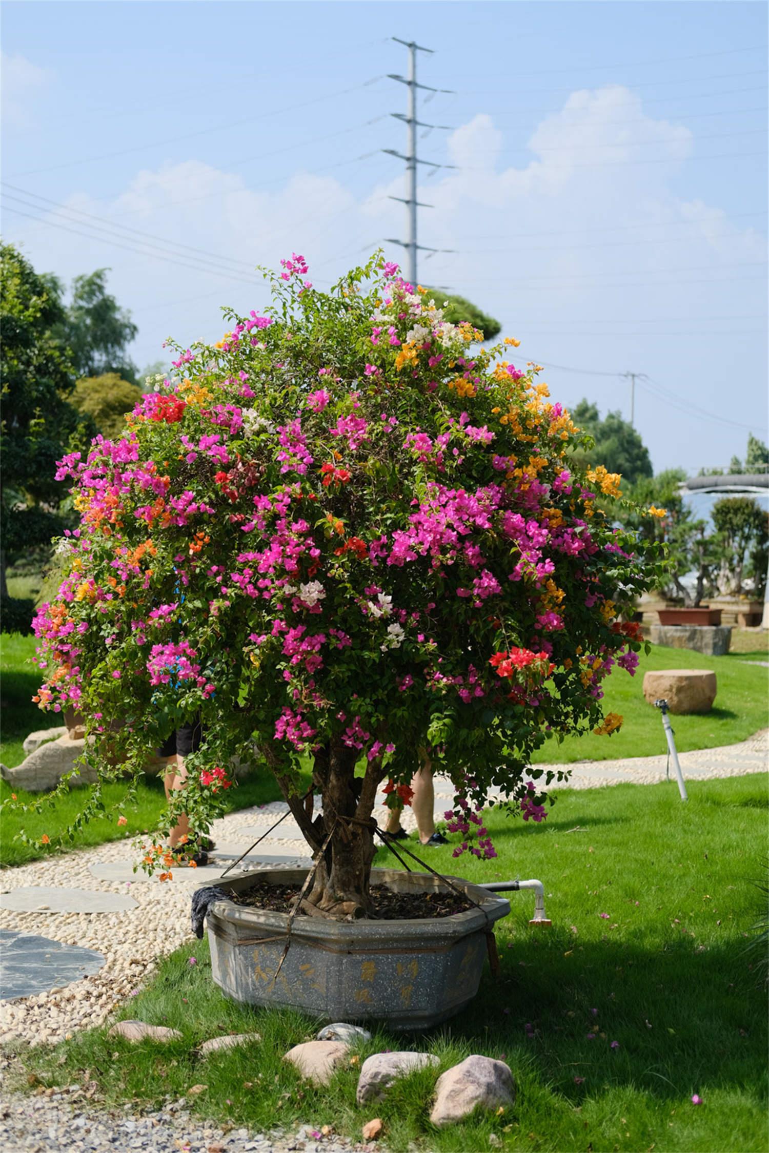 Bougainvillea