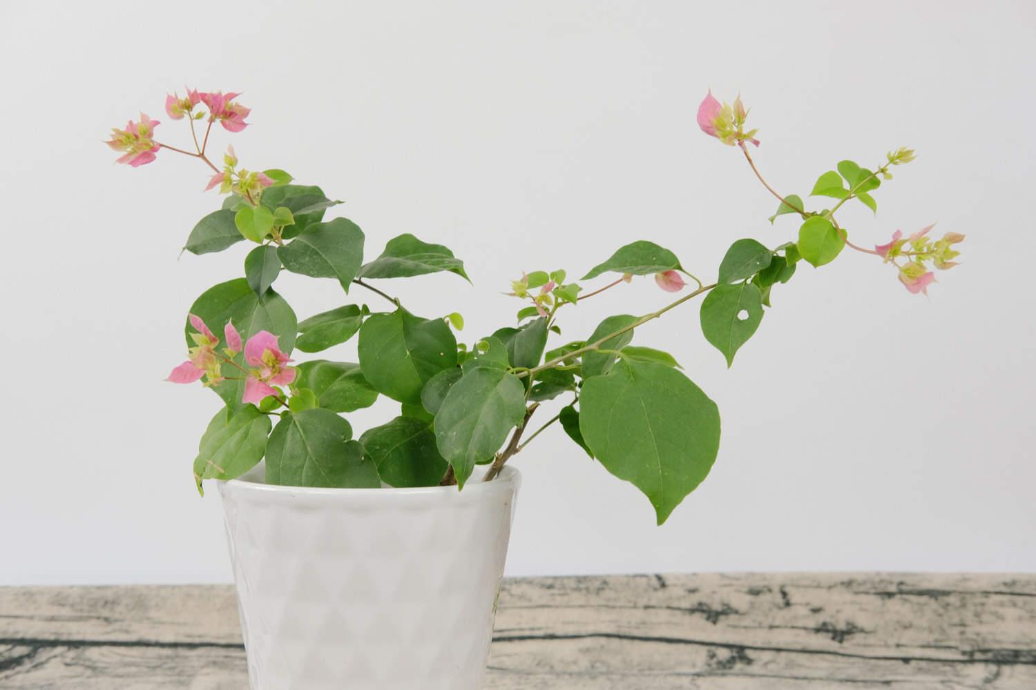 Bougainvillea