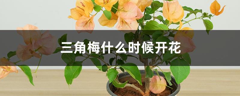 When does the bougainvillea bloom (introduction to the flowering period)