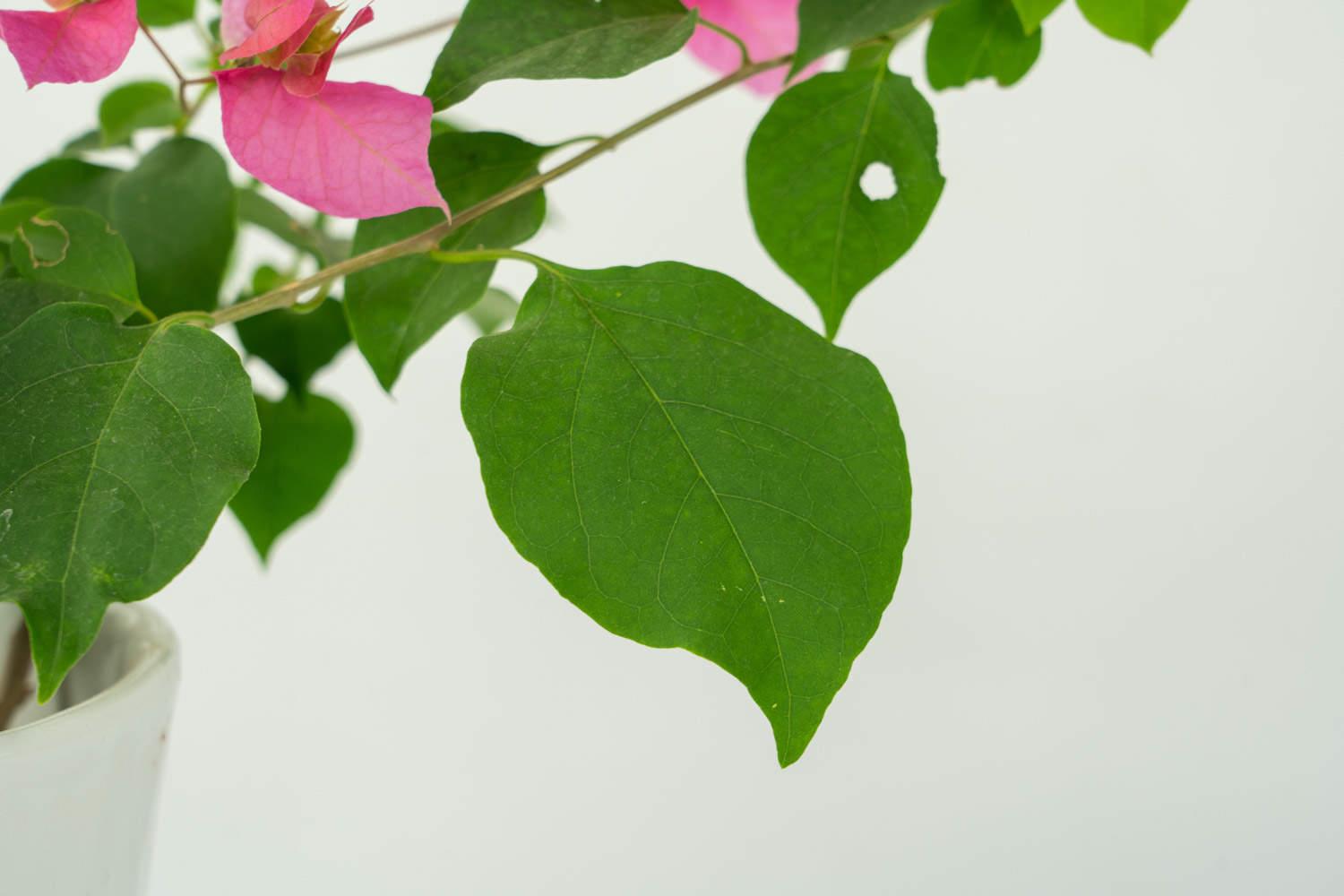 Bougainvillea