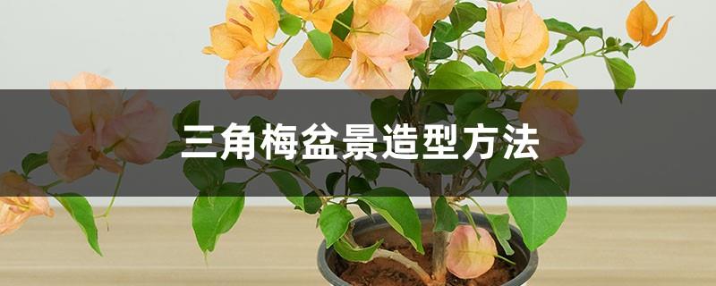 Bougainvillea bonsai styling method, how to prune