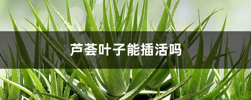 Can Aloe Leaves Be Planted, How to Plant Aloe