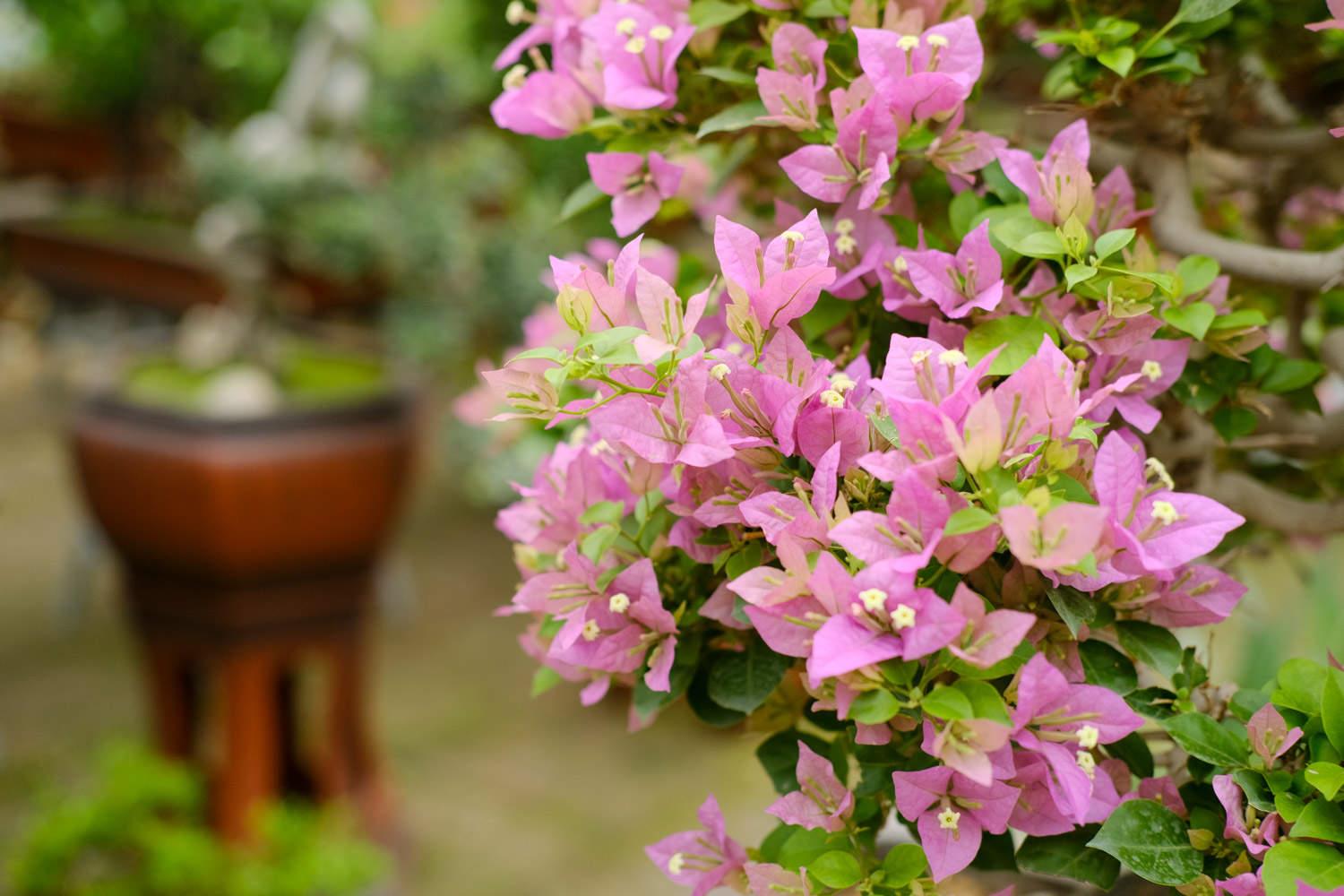 Bougainvillea