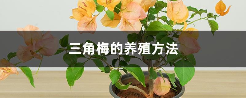 Is Bougainvillea easy to raise? (Introduction to breeding methods)