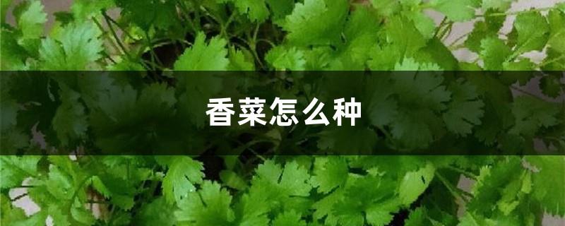 How to grow coriander (planting method and time)