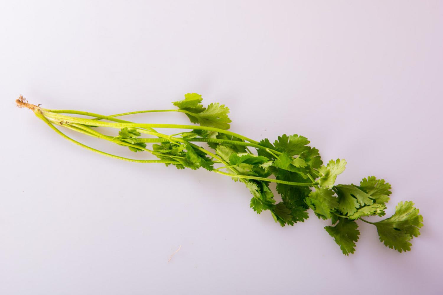 cilantro