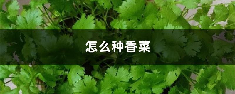 How to grow coriander, pictures of coriander