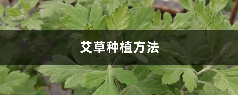 How to grow mugwort, pictures of mugwort