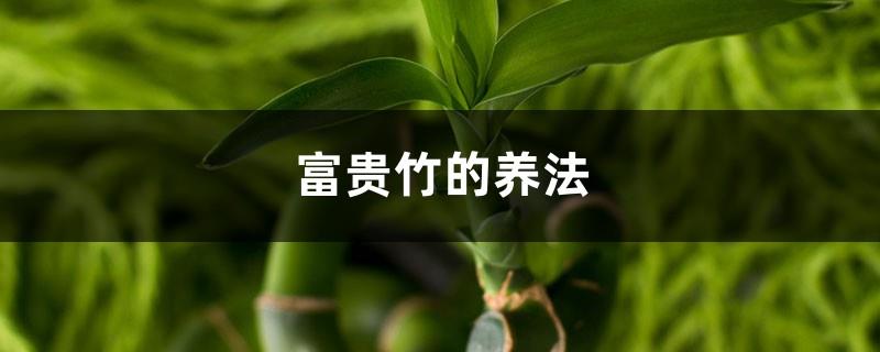 How to grow Lucky Bamboo, how to grow Lucky Bamboo in water