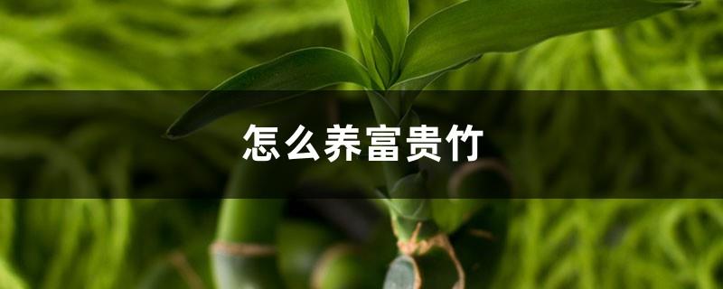 How to raise lucky bamboo, pictures of lucky bamboo