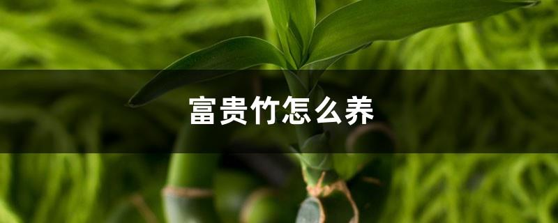 Is Lucky Bamboo easy to grow? How to grow Lucky Bamboo?