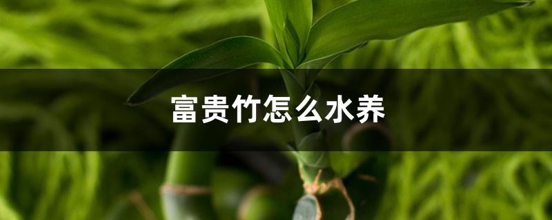 How to grow lucky bamboo in water, tips on growing lucky bamboo in water