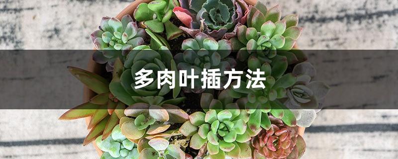 Methods for growing succulents, leaf cutting methods