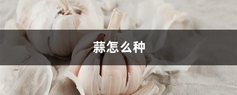 How to grow garlic, the growth process of garlic