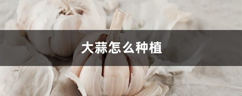 How to grow garlic, garlic wholesale price