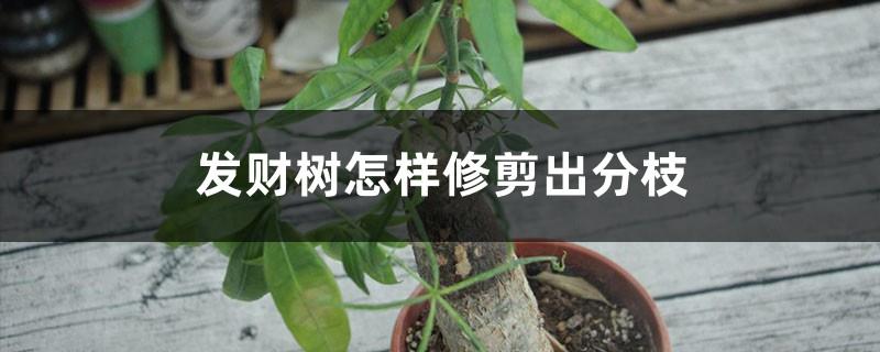 How to prune the branches of the money tree, what to do with the branches after pruning the money tree