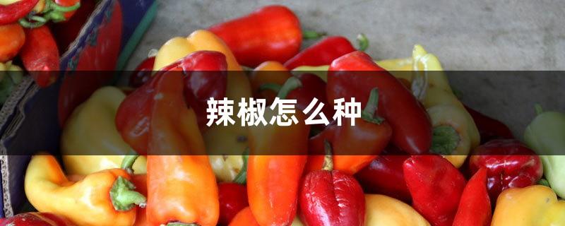 How to grow peppers, the price of peppers