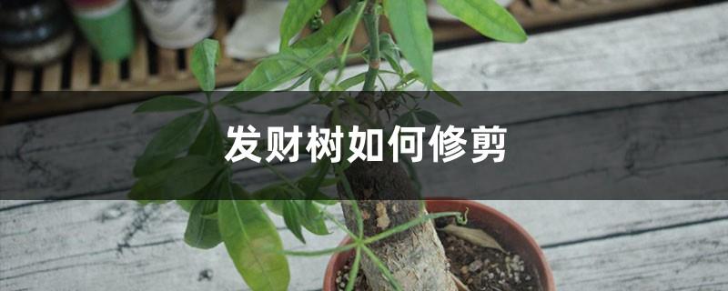 How to prune the money tree