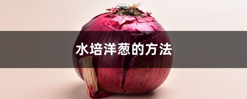 How to grow onions in water