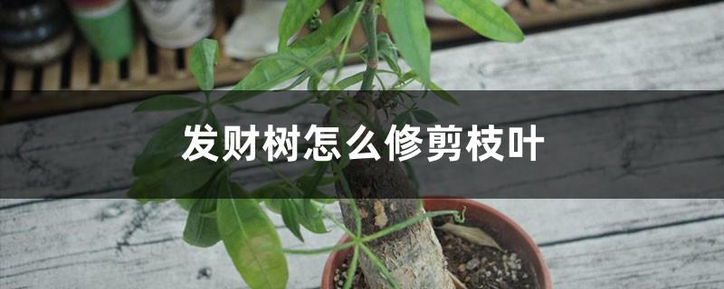 How to prune the branches and leaves of the money tree