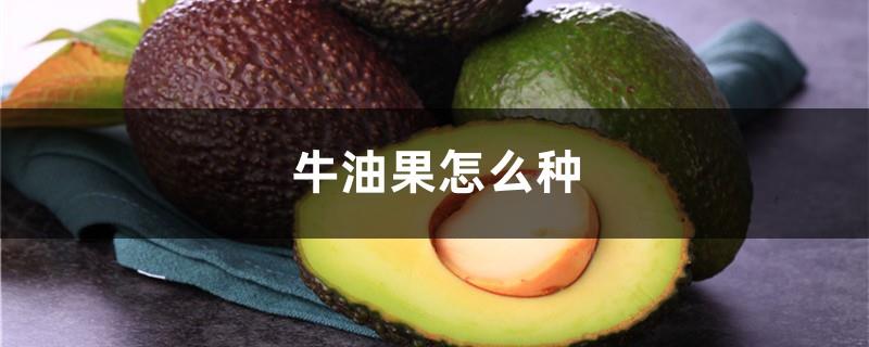 How to grow avocados, where are avocados produced