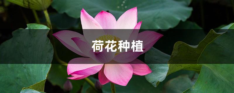 Lotus planting method, lotus growth process