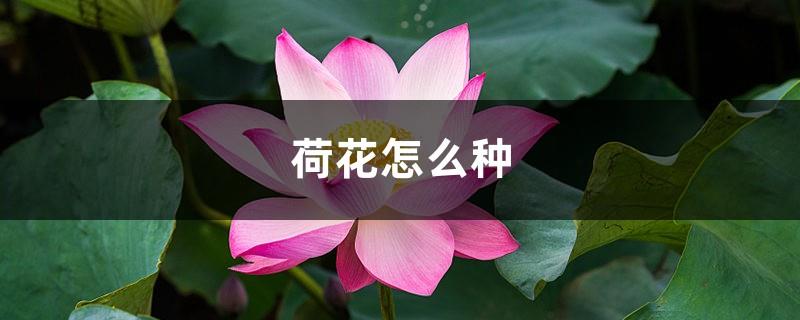 How to plant lotus, how to plant lotus seeds