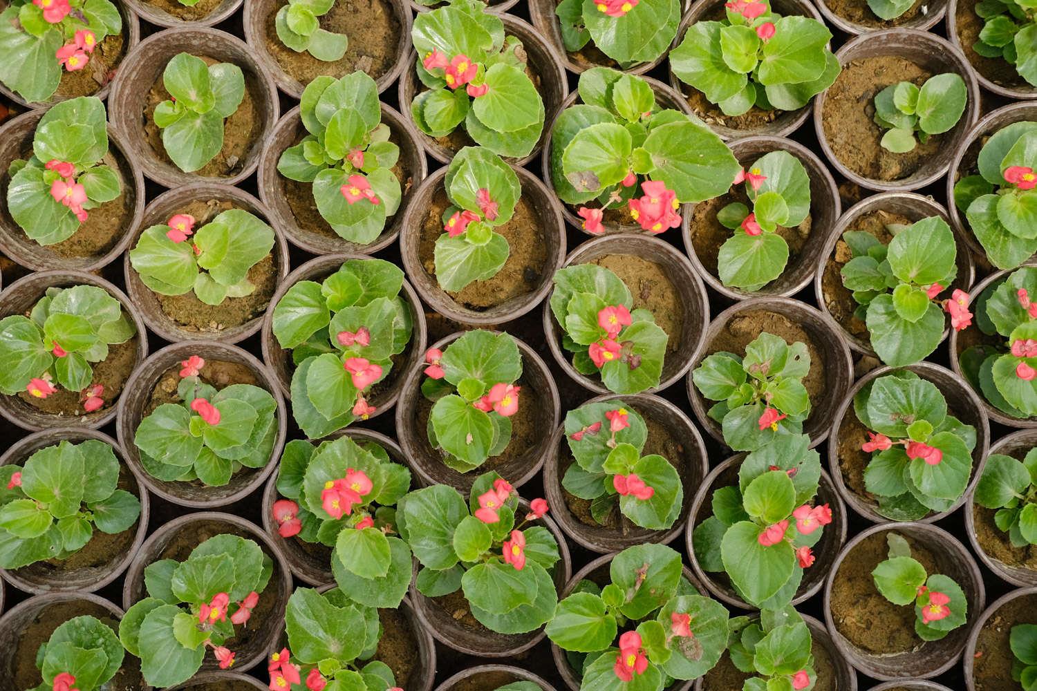 Four Seasons Begonia