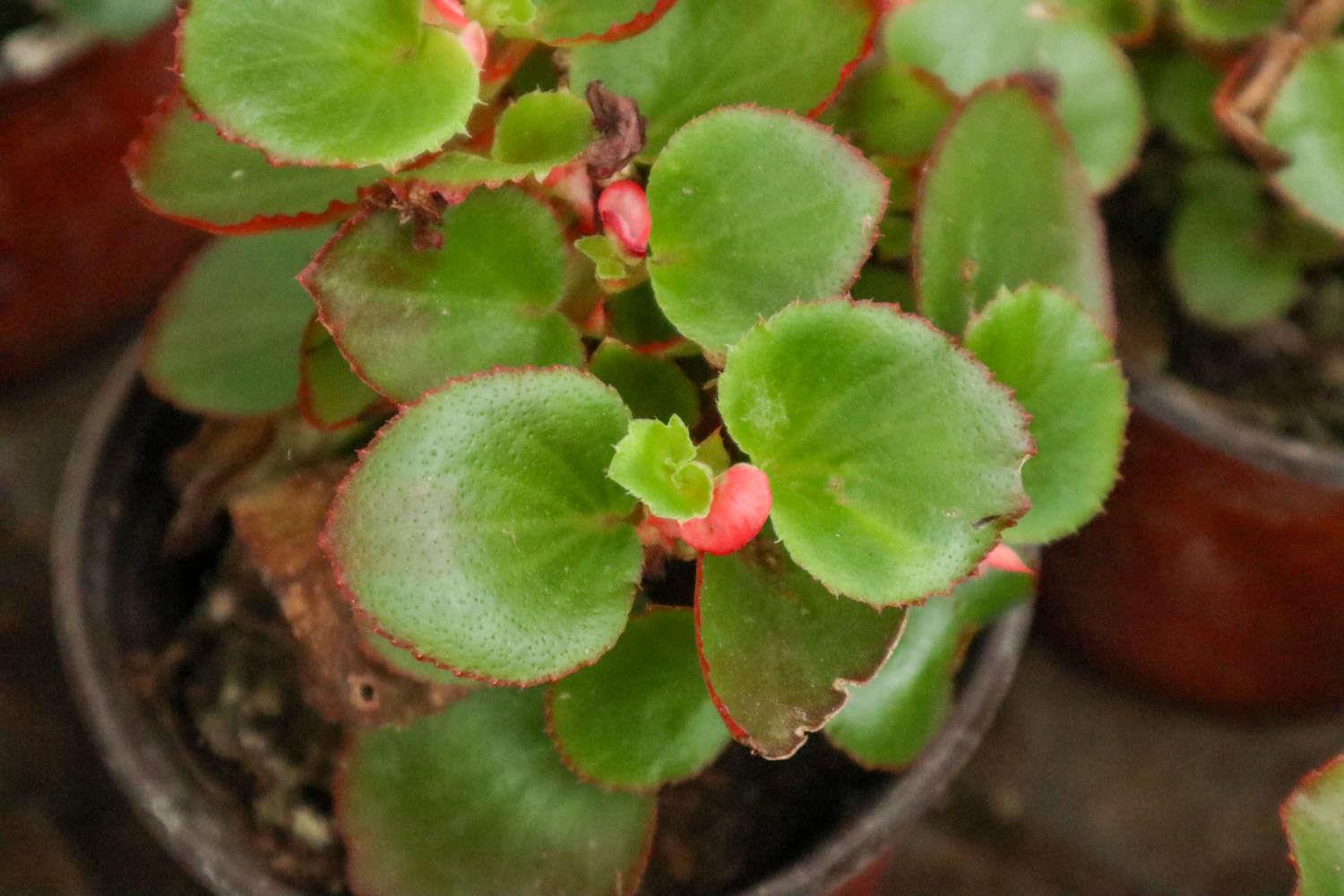 Four Seasons Begonia