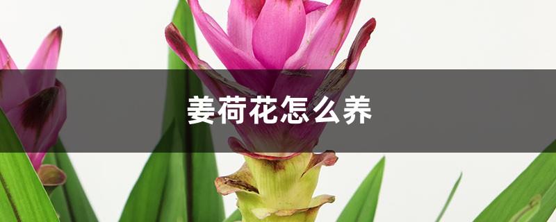 How to grow ginger lotus, pictures of ginger lotus